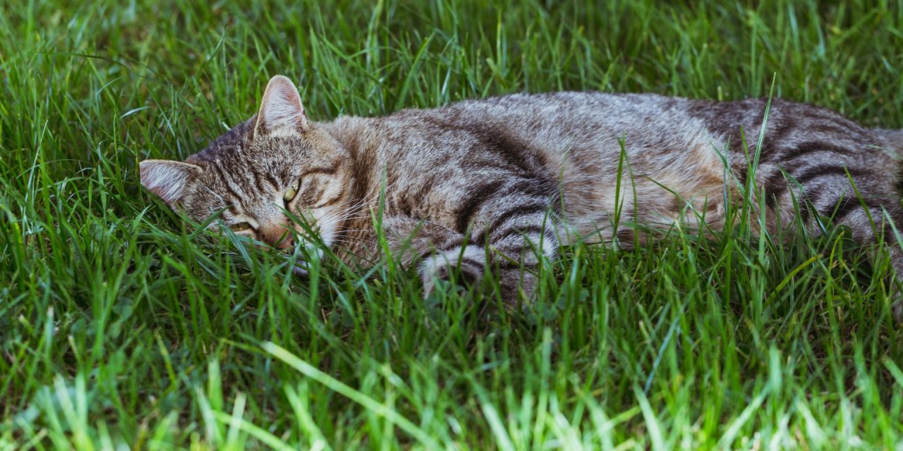 Comment choisir le meilleur CBD pour chat