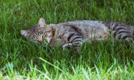 Comment choisir le meilleur CBD pour chat