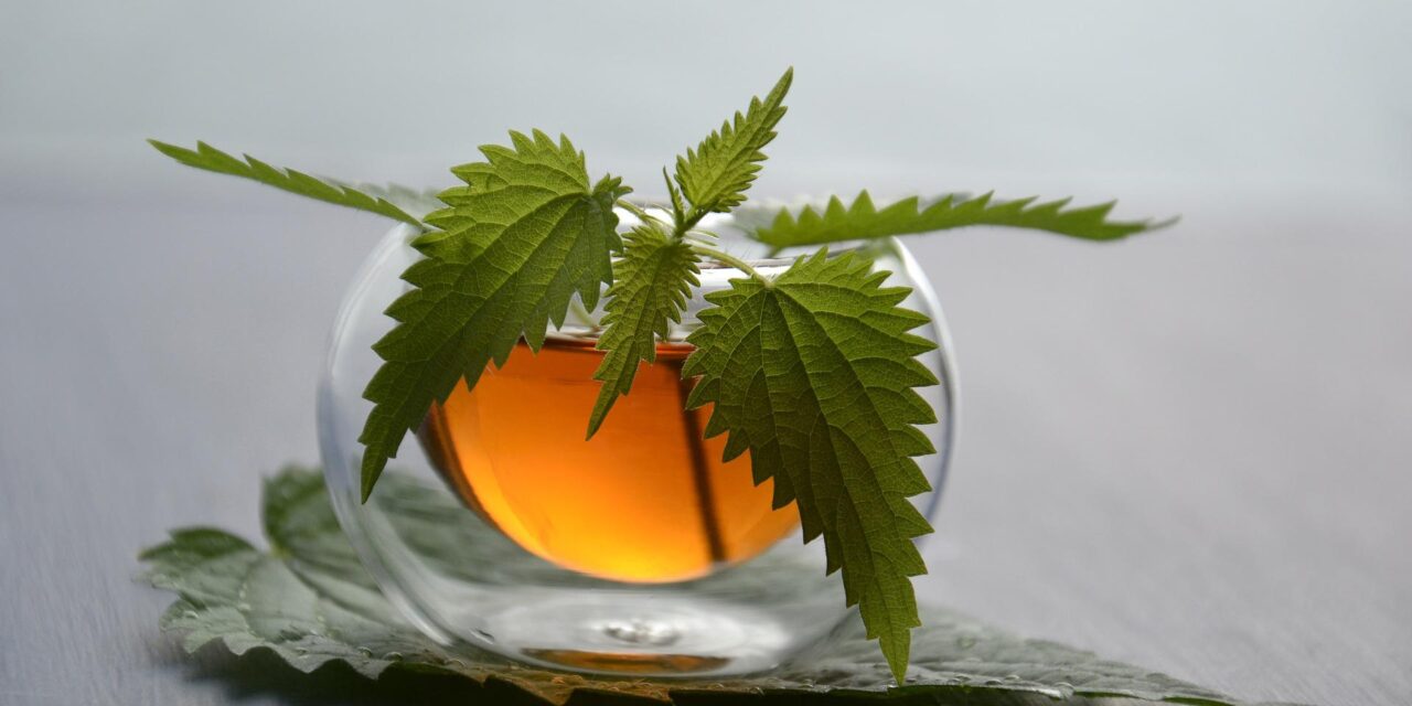 La tisane de CBD : 5 faits étonnants sur la boisson aux milles vertus